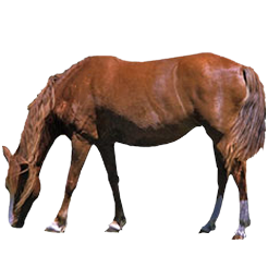 Banker Pony